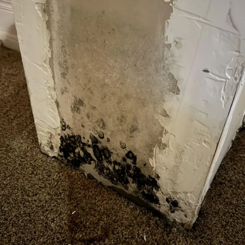 Professional Mold Removal in Martindale, TX